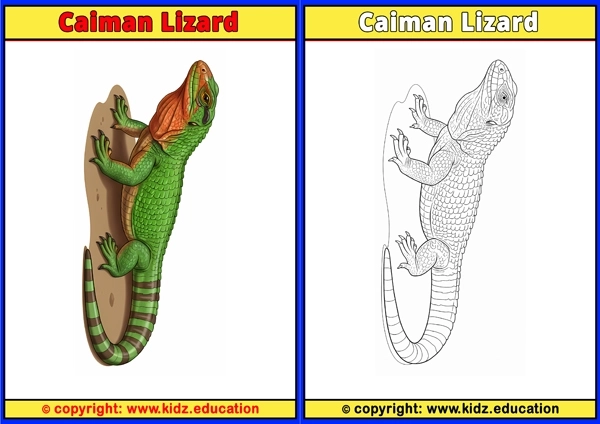 Caiman Lizard - Printable Coloring Page for Kids