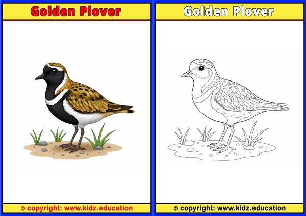 Goldfinch - Printable Coloring Page for Kids