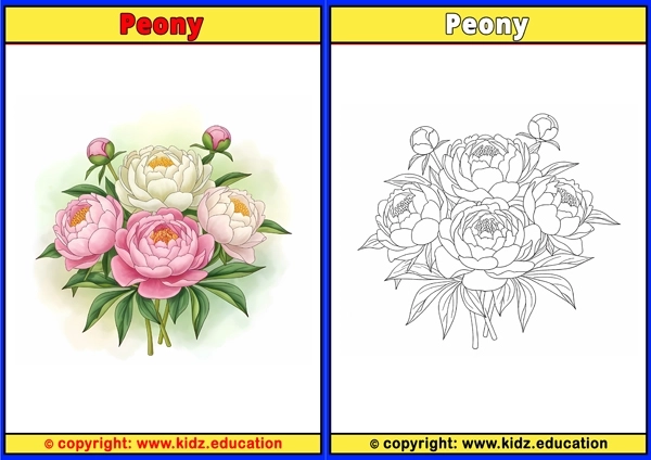 Peony - Printable Coloring Page for Kids