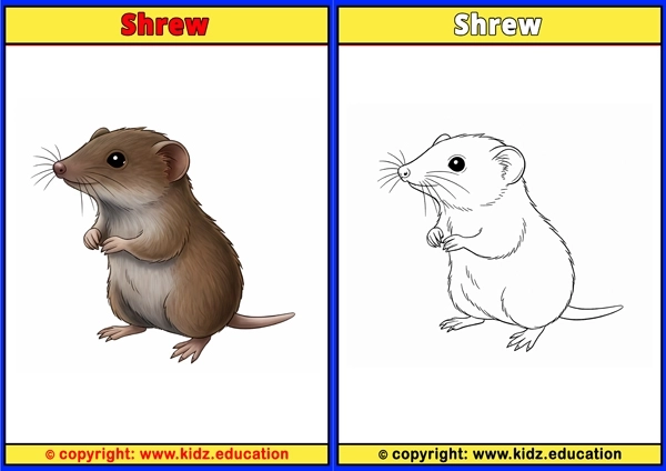 Shrew - Printable Coloring Page for Kids