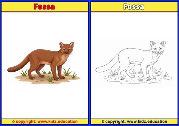 Fossa - Printable Coloring Page for Kids