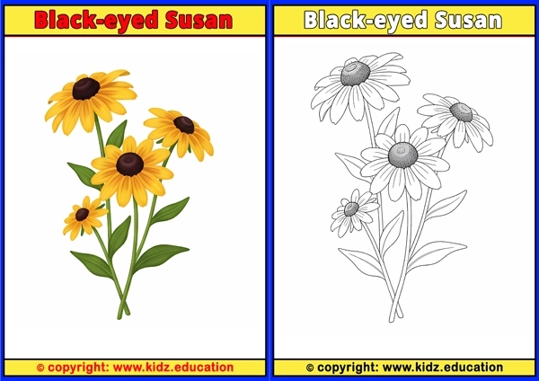 Black-eyed Susan - Printable Coloring Page for Kids