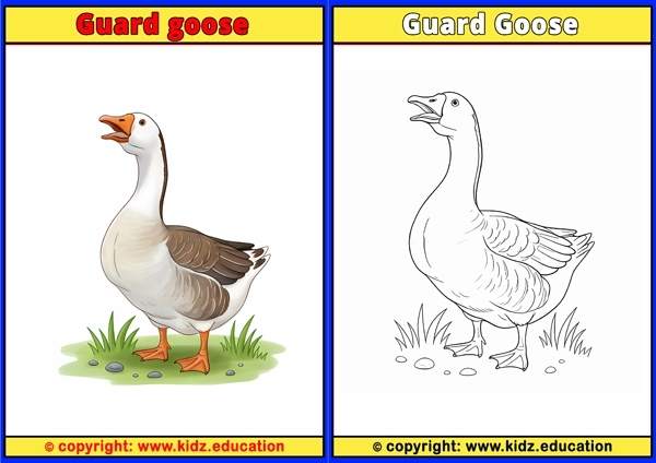 Guinea Fowl - Printable Coloring Page for Kids