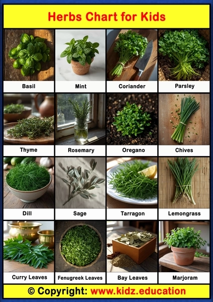 Herbs Chart – 1 | Printable Educational Chart for Kids