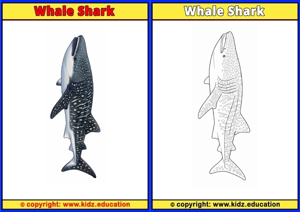 Whale Shark - Printable Coloring Page for Kids