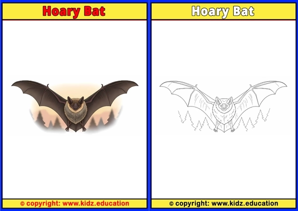 Hoary Bat - Printable Coloring Page for Kids