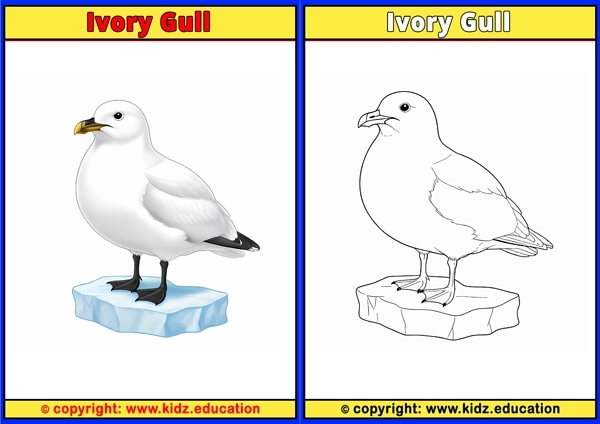 Jacana - Printable Coloring Page for Kids