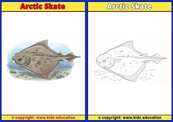 Arctic Skate - Printable Coloring Page for Kids
