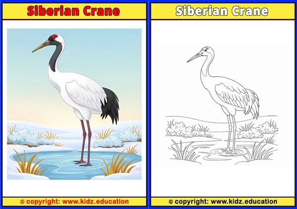 Snow Finch - Printable Coloring Page for Kids