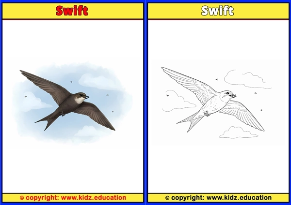 Tawny Owl - Printable Coloring Page for Kids