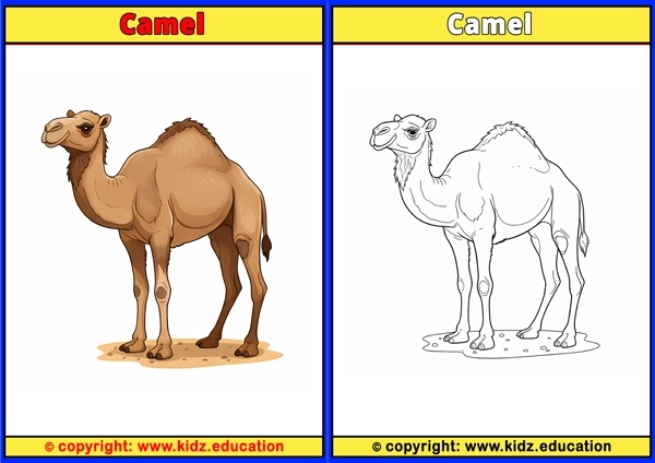 Camel - Printable Coloring Page for Kids