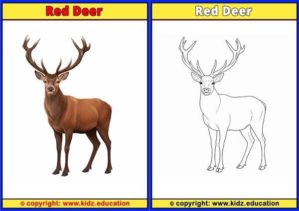 Red Deer - Printable Coloring Page for Kids