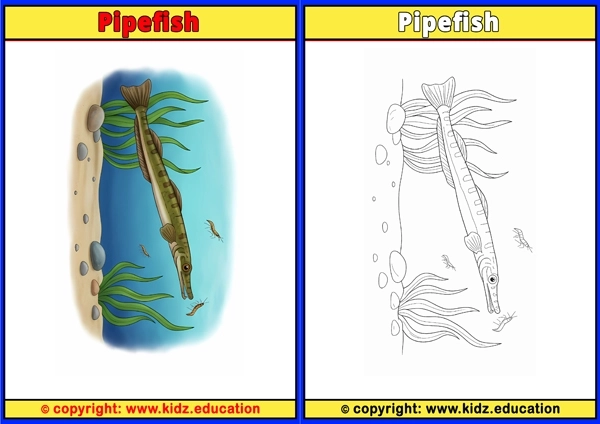 Pipefish - Printable Coloring Page for Kids