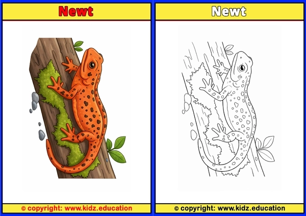 Newt - Printable Coloring Page for Kids