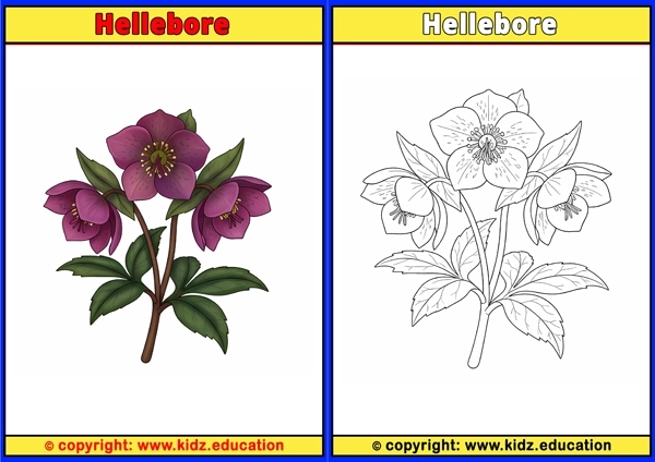 Hellebore - Printable Coloring Page for Kids