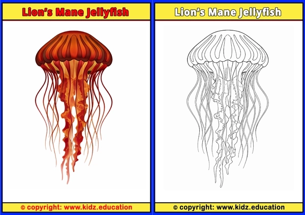 Lion?s Mane Jellyfish - Printable Coloring Page for Kids