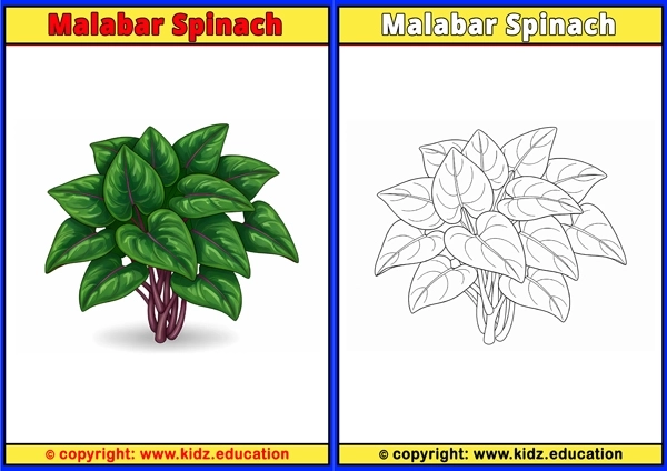 Malabar Spinach - Printable Coloring Page for Kids