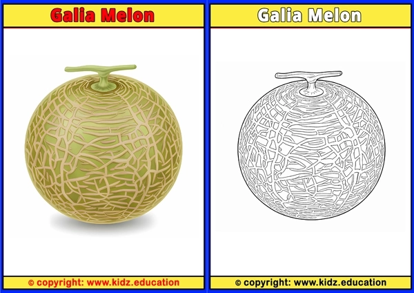 Galia Melon - Printable Coloring Page for Kids