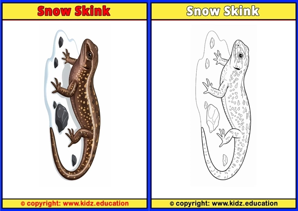 Snow Skink - Printable Coloring Page for Kids