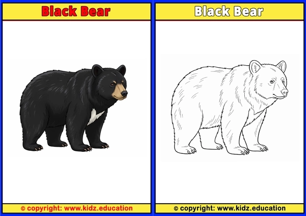 Black Bear - Printable Coloring Page for Kids