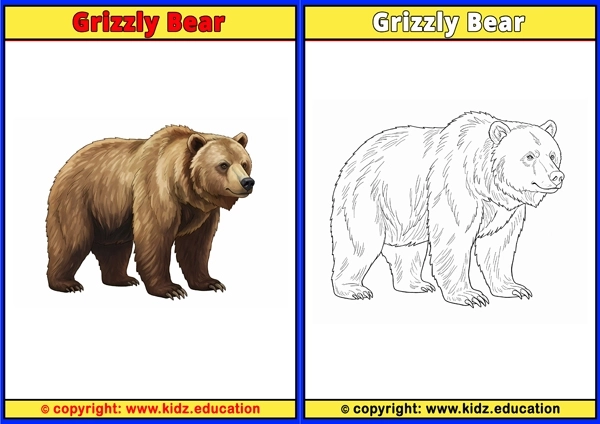Grizzly Bear - Printable Coloring Page for Kids