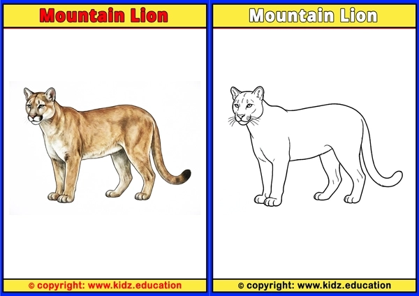 Mountain Lion - Printable Coloring Page for Kids