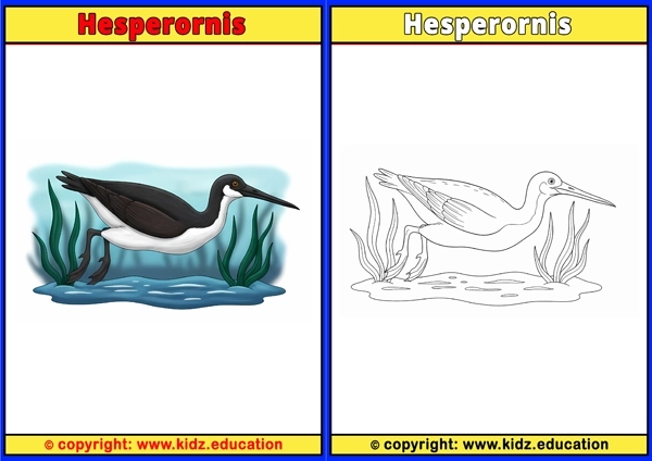 Himalayan Monal - Printable Coloring Page for Kids