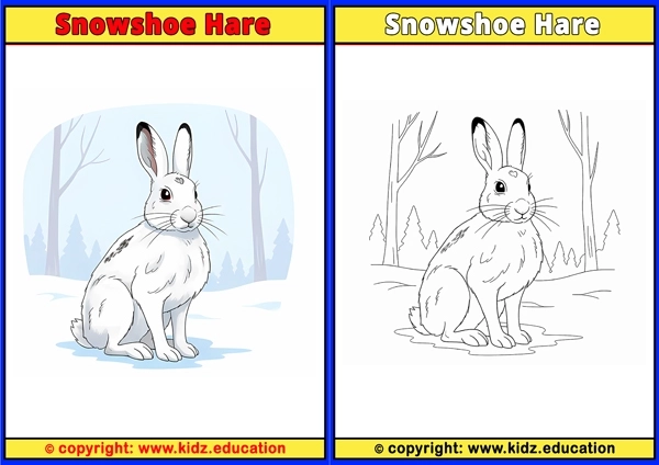 Snowshoe Hare - Printable Coloring Page for Kids