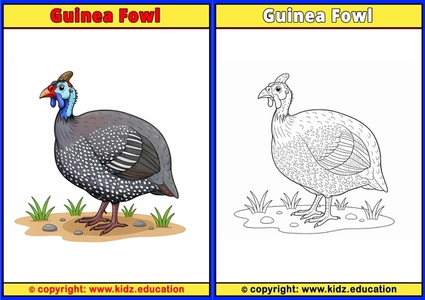 Gull - Printable Coloring Page for Kids