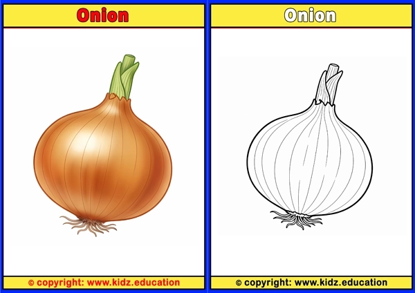 Onion - Printable Coloring Page for Kids