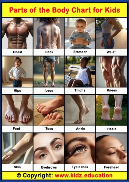 Parts of the Body Chart -2 | Printable Educational Chart for Kids