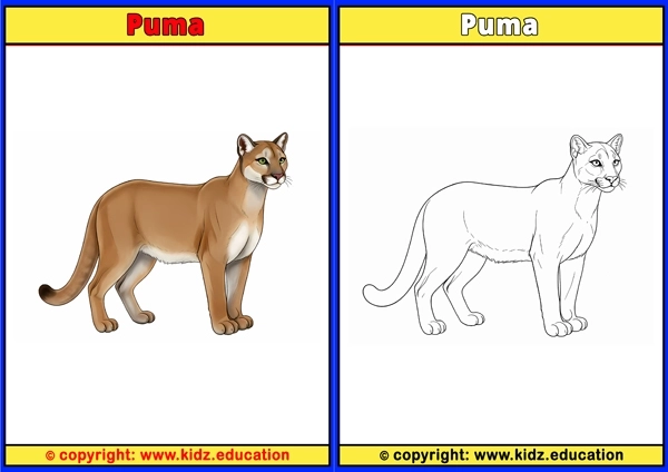 Puma - Printable Coloring Page for Kids
