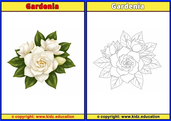 Gardenia - Printable Coloring Page for Kids