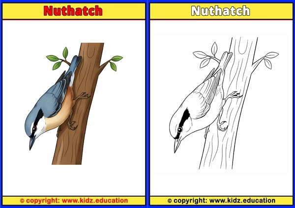 Orpington Duck - Printable Coloring Page for Kids