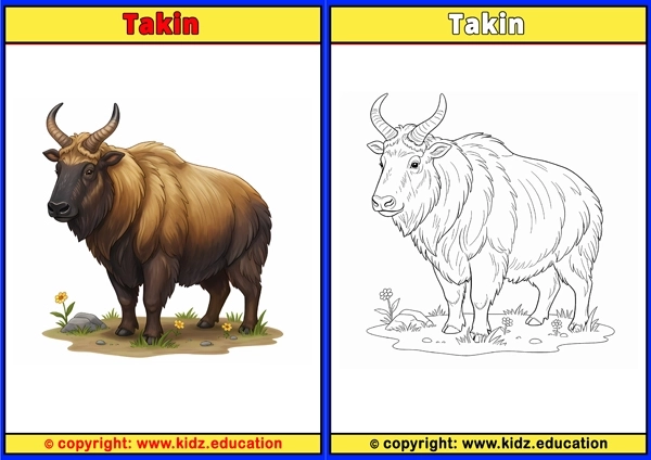 Takin - Printable Coloring Page for Kids
