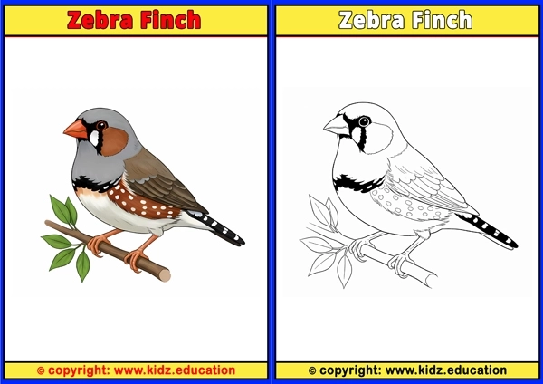 Zebra Finch - Coloring Page for Kids