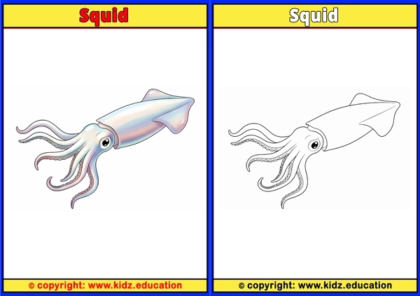 Squid - Printable Coloring Page for Kids