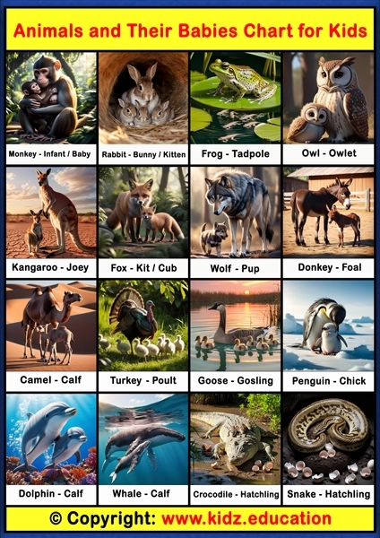 Animals and Babies Chart - 2 | Printable Educational Chart for Kids