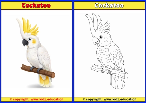 Cockatoo - Printable Coloring Page for Kids