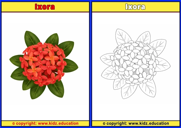 Ixora - Printable Coloring Page for Kids