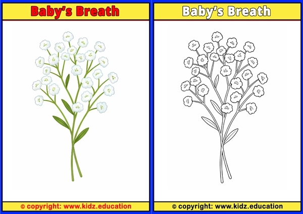 Baby?s Breath - Printable Coloring Page for Kids