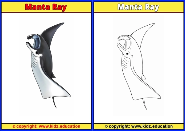 Manta Ray - Printable Coloring Page for Kids