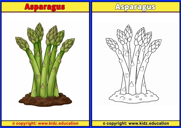 Asparagus - Printable Coloring Page for Kids