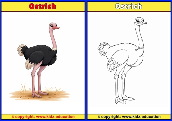 Owl - Printable Coloring Page for Kids