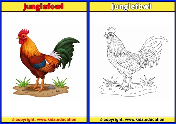 Kakapo - Printable Coloring Page for Kids