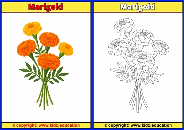 Marigold - Printable Coloring Page for Kids