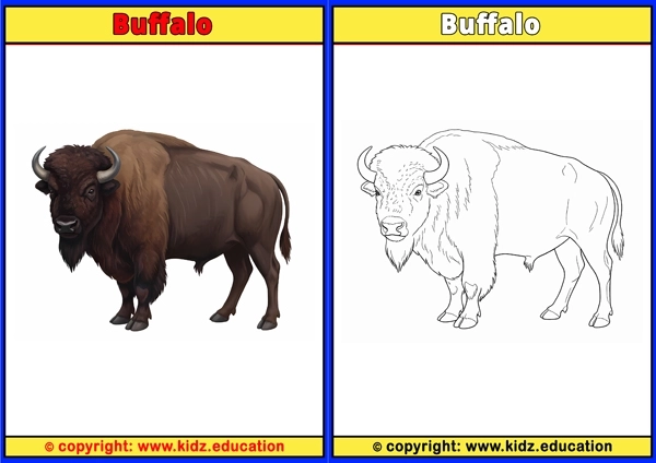 Buffalo - Printable Coloring Page for Kids