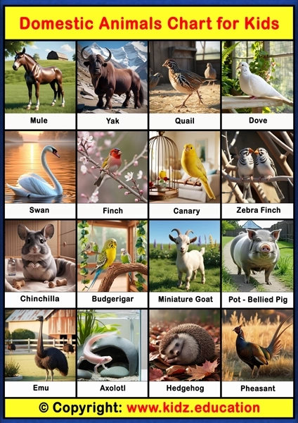 Domestic Animals Chart - 3 | Printable Educational Chart for Kids