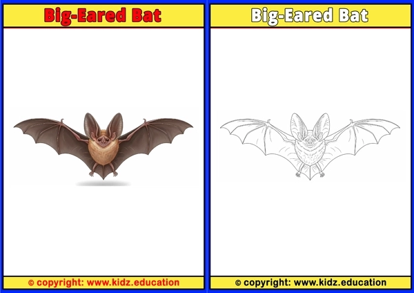 Big-Eared Bat - Printable Coloring Page for Kids