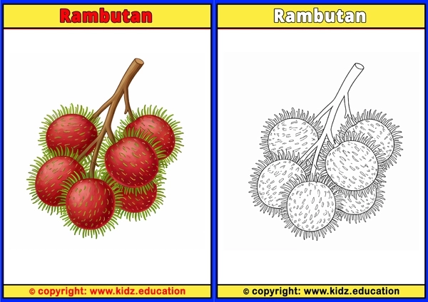 Rambutan - Printable Coloring Page for Kids